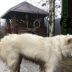Подробнее об объявлении «Пропала собака самоедская лайка, девочка 2, 5 года зовут Зеленоград» Фото: пропала собака Самоедская лайка «Пропала собака самоедская лайка, девочка 2, 5...» в г. Зеленоград