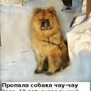 Подробнее об объявлении «Знаменка Пропала собака чау-чау» Фото: пропала собака Чау-чау «Знаменка Пропала собака чау-чау» в г. Знаменка