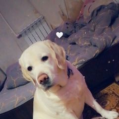 ����: ������� ������ �������� �������� �����-��������� ������� ������ ����� �������...� � �. ����-���������