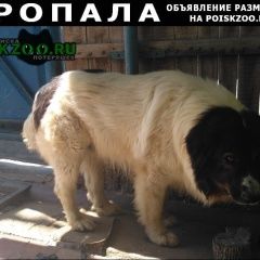 Подробнее об объявлении «Астрахань Пропала собака кобель вознаграждение 10 000руб» Фото: пропала собака Кавказская овчарка «Астрахань Пропала собака кобель вознаграждение...» в г. Астрахань