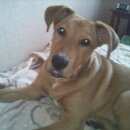 Подробнее об объявлении «Нарофоминск Пропала собака кобель» Фото: пропала собака  «Нарофоминск Пропала собака кобель» в г. Нарофоминск