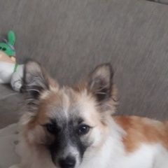 Подробнее об объявлении «Ульяновск Пропала собака кобель» Фото: пропала собака  «Ульяновск Пропала собака кобель» в г. Ульяновск