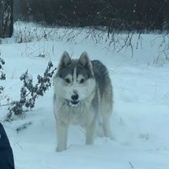 Подробнее об объявлении «Пропала собака кобель сибирская хаски Сергиев Посад» Фото: пропала собака Сибирская хаски «Пропала собака кобель сибирская хаски Сергиев...» в г. Сергиев Посад