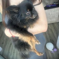 Подробнее об объявлении «Цимлянск Пропала собака кобель» Фото: пропала собака  «Цимлянск Пропала собака кобель» в г. Цимлянск