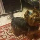 Подробнее об объявлении «Анапа Пропала собака кобель» Фото: пропала собака Йоркширский терьер «Анапа Пропала собака кобель» в г. Анапа