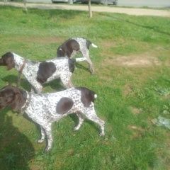 Подробнее об объявлении «Волгодонск Пропала собака и две собаки курцхаар» Фото: пропала собака Курцхаар «Волгодонск Пропала собака и две собаки курцхаар» в г. Волгодонск