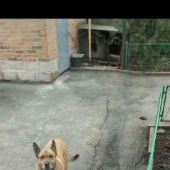 Подробнее об объявлении «Пропала собака кличка мегги, 8 января, 202 Новошахтинск» Фото: пропала собака  «Пропала собака кличка мегги, 8 января, 202...» в г. Новошахтинск