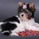 Подробнее об объявлении «Белоярский (Свердловская обл.) Пропала собака» Фото: пропала собака  «Белоярский (Свердловская обл.) Пропала собака» в г. Белоярский (Свердловская обл.)