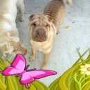 Подробнее об объявлении «Армавир Пропала собака» Фото: пропала собака Шар-пей «Армавир Пропала собака» в г. Армавир