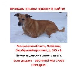 Картинка пропала собака В городе Люберцы потерялась собака. Люберцы