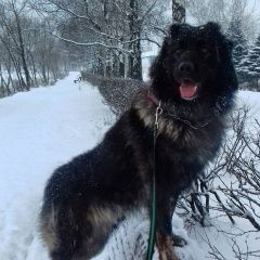 Подробнее об объявлении «Балашиха Пропала собака кобель кавказская овчарка по имени рено» Фото: пропала собака Кавказская овчарка «Балашиха Пропала собака кобель кавказская...» в г. Балашиха