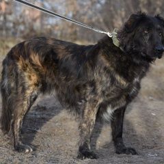 Подробнее об объявлении «Пропала собака кобель двухлетний крупный кобель Клин» Фото: пропала собака  «Пропала собака кобель двухлетний крупный кобель...» в г. Клин