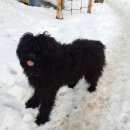 Подробнее об объявлении «Пропала собака поселок радищево января Зеленоград» Фото: пропала собака Ризеншнауцер «Пропала собака поселок радищево января Зеленоград» в г. Зеленоград