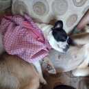 Подробнее об объявлении «Тюмень Пропала собака кобель» Фото: пропала собака Бостон терьер «Тюмень Пропала собака кобель» в г. Тюмень