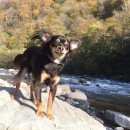 Подробнее об объявлении «Пропала собака кобель в ошейнике с поводком Адлер» Фото: пропала собака Русский той-терьер «Пропала собака кобель в ошейнике с поводком Адлер» в г. Адлер