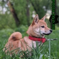 Подробнее об объявлении «Пропала собака щенок сиба ину в районе свиблово Москва» Фото: пропала собака Акита-ину «Пропала собака щенок сиба ину в районе свиблово...» в г. Москва