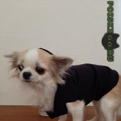 Подробнее об объявлении «Пропала собака Хабаровск» Фото: пропала собака Чихуахуа «Пропала собака Хабаровск» в г. Хабаровск