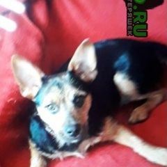 Подробнее об объявлении «Пропала собака кобель район завода фиолент Симферополь» Фото: пропала собака  «Пропала собака кобель район завода фиолент...» в г. Симферополь