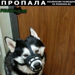 Подробнее об объявлении «Пропала собака кобель сибирская хаски Щелково» Фото: пропала собака Сибирская хаски «Пропала собака кобель сибирская хаски Щелково» в г. Щелково