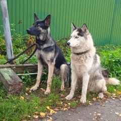 Подробнее об объявлении «Пропала собака кобель хаски и щенок овчарки Петродворец» Фото: пропала собака Восточно-европейская овчарка «Пропала собака кобель хаски и щенок овчарки...» в г. Петродворец