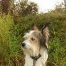 Подробнее об объявлении «Пропала собака кобель помогите найти любимого питомца))) Череповец» Фото: пропала собака  «Пропала собака кобель помогите найти любимого...» в г. Череповец