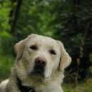 Подробнее об объявлении «Пропала собака кобель. Самара» Фото: пропала собака Лабрадор ретривер «Пропала собака кобель. Самара» в г. Самара