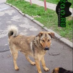 Подробнее об объявлении «Лобня Пропала собака кобель» Фото: пропала собака  «Лобня Пропала собака кобель» в г. Лобня