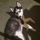 Подробнее об объявлении «Михайловск Пропала собака» Фото: пропала собака Сибирская хаски «Михайловск Пропала собака» в г. Михайловск