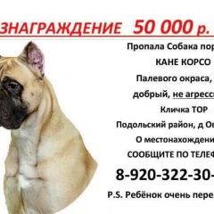 Подробнее об объявлении «Подольск Пропала собака кобель» Фото: пропала собака Кане-корсо «Подольск Пропала собака кобель» в г. Подольск