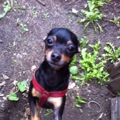 Подробнее об объявлении «Пропала собака кобель Самара» Фото: пропала собака Русский той-терьер «Пропала собака кобель Самара» в г. Самара