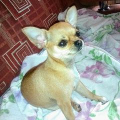Подробнее об объявлении «Анапа Пропала собака чихуахуа рыжая» Фото: пропала собака Чихуахуа «Анапа Пропала собака чихуахуа рыжая» в г. Анапа