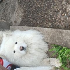 Подробнее об объявлении «Пропала собака кобель Красноярск» Фото: пропала собака Самоедская лайка «Пропала собака кобель Красноярск» в г. Красноярск