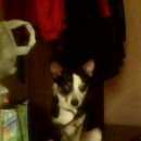 Подробнее об объявлении «Пропала собака кобель Владикавказ» Фото: пропала собака  «Пропала собака кобель Владикавказ» в г. Владикавказ