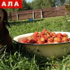 Подробнее об объявлении «Ярославль Пропала собака кобель» Фото: пропала собака Такса «Ярославль Пропала собака кобель» в г. Ярославль