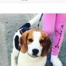 Подробнее об объявлении «Пропала собака кобель Геленджик» Фото: пропала собака Бигль «Пропала собака кобель Геленджик» в г. Геленджик