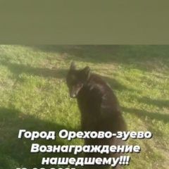 Подробнее об объявлении «Пропала собака кобель вознаграждение гарантированно Орехово-Зуево» Фото: пропала собака  «Пропала собака кобель вознаграждение...» в г. Орехово-Зуево