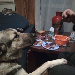 Подробнее об объявлении «Пропала собака Москва» Фото: пропала собака  «Пропала собака Москва» в г. Москва