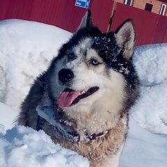 Подробнее об объявлении «Казань Пропала собака кобель хаски кобель» Фото: пропала собака Сибирская хаски «Казань Пропала собака кобель хаски кобель» в г. Казань