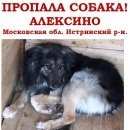 Подробнее об объявлении «Москва Пропала собака» Фото: пропала собака  «Москва Пропала собака» в г. Москва