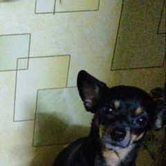 Подробнее об объявлении «Пропала собака кобель Крымск» Фото: пропала собака Той-терьер «Пропала собака кобель Крымск» в г. Крымск