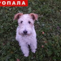 Подробнее об объявлении «Нарофоминск Пропала собака» Фото: пропала собака Фокстерьер «Нарофоминск Пропала собака» в г. Нарофоминск