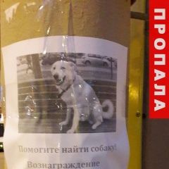 Подробнее об объявлении «Пропала собака кобель Санкт-Петербург» Фото: пропала собака  «Пропала собака кобель Санкт-Петербург» в г. Санкт-Петербург