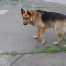 Подробнее об объявлении «Пропала собака кобель ушел с подругой (серая немка) Ангарск» Фото: пропала собака Немецкая овчарка «Пропала собака кобель ушел с подругой (серая...» в г. Ангарск