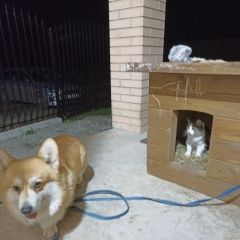 Подробнее об объявлении «Пропала собака кобель район аграрник Ставрополь» Фото: пропала собака Вельш корги «Пропала собака кобель район аграрник Ставрополь» в г. Ставрополь