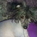 Подробнее об объявлении «Батайск Пропала собака кобель китайская хохлатая» Фото: пропала собака Китайская хохлатая собака «Батайск Пропала собака кобель китайская хохлатая» в г. Батайск