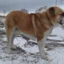 Подробнее об объявлении «Мценск Пропала собака кобель пёс, алабай» Фото: пропала собака Среднеазиатская овчарка «Мценск Пропала собака кобель пёс, алабай» в г. Мценск