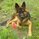 Подробнее об объявлении «Пропала собака Харьков» Фото: пропала собака  «Пропала собака Харьков» в г. Харьков