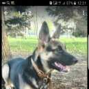 Подробнее об объявлении «Пропала собака девочка метис восточной овчарки Санкт-Петербург» Фото: пропала собака Немецкая овчарка «Пропала собака девочка метис восточной овчарки...» в г. Санкт-Петербург