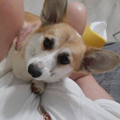 Подробнее об объявлении «Гаспра Пропала собака» Фото: пропала собака Вельш корги «Гаспра Пропала собака» в г. Гаспра