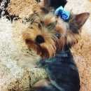 Подробнее об объявлении «Пропала собака кобель Симферополь» Фото: пропала собака Йоркширский терьер «Пропала собака кобель Симферополь» в г. Симферополь